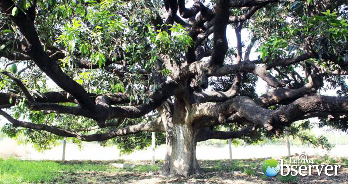 Old Dussehri Tree