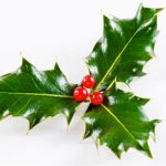 Xmas_Holly_leaves