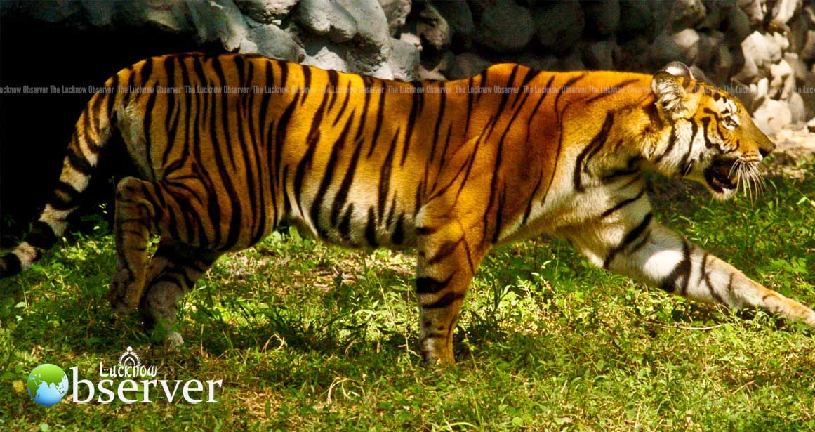 Tale of The Indian Tiger