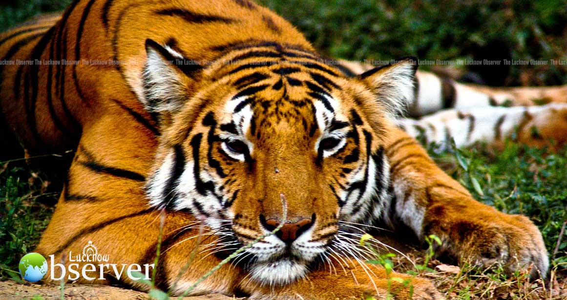 Tale-of-The-Indian-Tiger