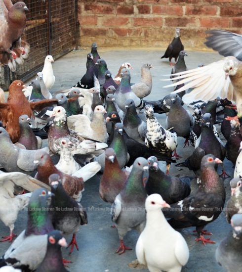 The Ancient Custom of Training Pigeons