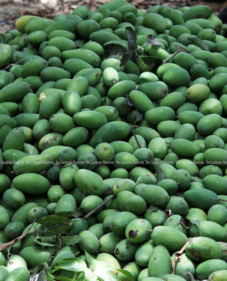 Malihabad - A trip to Mango Capital