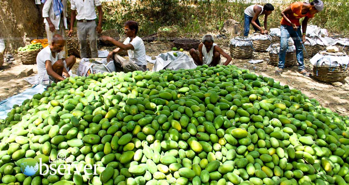 Malihabad - A trip to Mango Capital